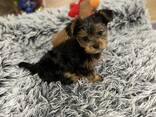 Yorkshire-Terrier-Welpen, 12 - фото 3