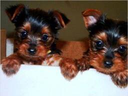 Щенки йоркширского терьера, мальчики и девочки