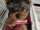 Продаются щенки йоркширского терьера - photo 1