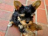 Yorkshire-Terrier-Welpen - photo 1