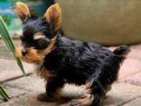 Yorkshire-Terrier-Welpen - photo 3