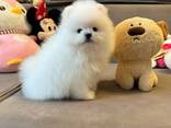 Pomeranian-Welpen - photo 1