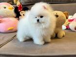 Pomeranian-Welpen - photo 2