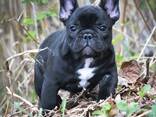 Щенки французского бульдога, - фото 2