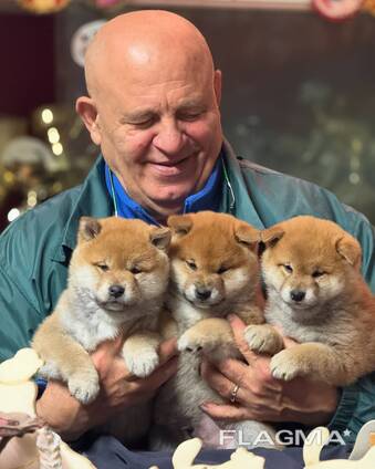 Shiba-Inu-Welpen zu verkaufen