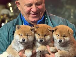 Shiba-Inu-Welpen zu verkaufen