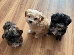 Shih Tzu Welpen