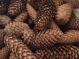 Шишка ели, еловая шишка, шишка