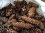 Шишка ели, еловая шишка, шишка - фото 2