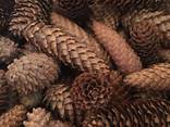 Шишка ели, еловая шишка, шишка - фото 3
