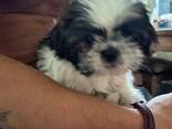 Ши тцу щенок девочка - photo 1
