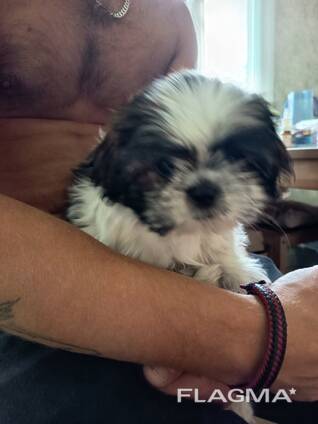 Ши тцу щенок девочка