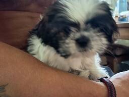 Ши тцу щенок девочка