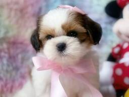 Shih Tzu