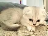 Шотландские котята (Scottish Straight c отличной родословной - photo 7