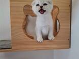 Шотландские котята Scottish Straight c отличной родословной - photo 8
