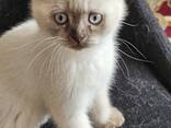 Котенок готов к переезду - photo 2
