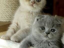 Scottish-Fold-Kätzchen