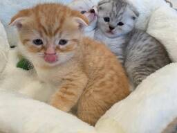 Schottisches Kitten sucht neues Zuhause