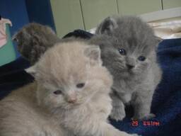 Котята шотландской вислоухой породы