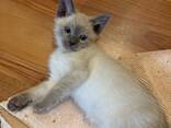 Siamkätzchen - photo 3