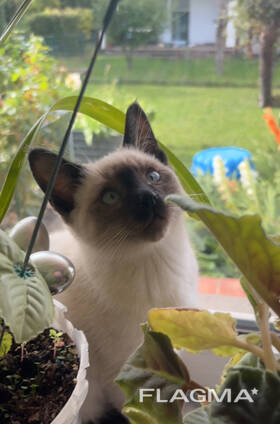 Сиамские котята