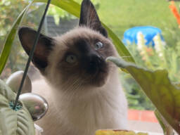 Сиамские котята