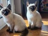 Сиамские котята - фото 2