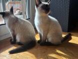 Сиамские котята - фото 3