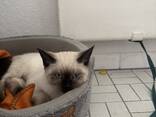 Сиамские котята - фото 5