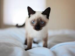 Сиамские котята ищут дом