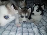 Siberian Husky-Welpen zu verkaufen. WhatsApp senden Sie uns an: - фото 3