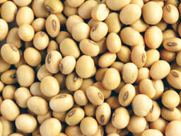 Soya Beans