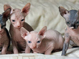 Sphynx-Kätzchen