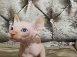 Sphynx-Kätzchen suchen ein neues Zuhause. Kontaktieren Sie uns per WhatsApp: 447490124950 - фото 2