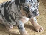 Stammbaum der Welpen der Französischen Bulldogge - фото 1
