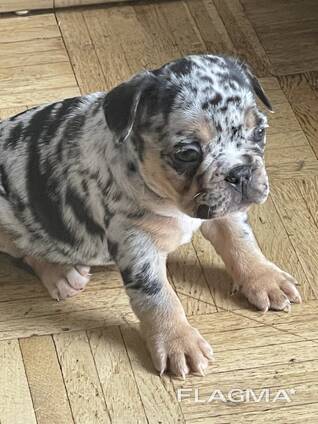 Stammbaum der Welpen der Französischen Bulldogge