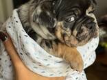 Stammbaum der Welpen der Französischen Bulldogge - фото 9