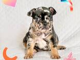 Stammbaum der Welpen der Französischen Bulldogge - фото 10