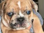 Stammbaum der Welpen der Französischen Bulldogge - фото 15