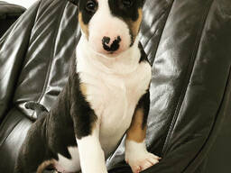 Standard-Bullterrier-Welpen