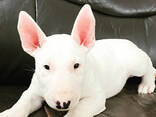 Standard-Bullterrier-Welpen - фото 1