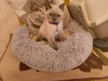 Süße BKH Katzen Babys - фото 5