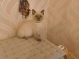 Süße BKH Katzen Babys - фото 8