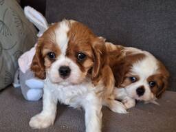 Süße Cavalier King Charles Welpen