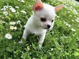 Süße Chihuahua-Welpen