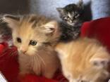 Süße Kätzchen suchen ein liebevolles Zuhause! - photo 3