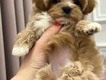 Maltipoo-Welpen - фото 2