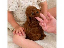 Пудели - той-пудели