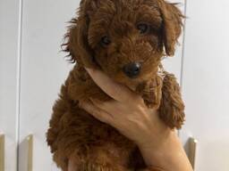 Щенки той-пуделя,